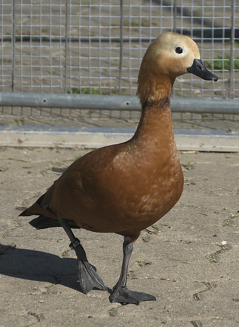 这也正是足