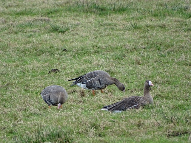 伦纳德都展 伦纳德都展