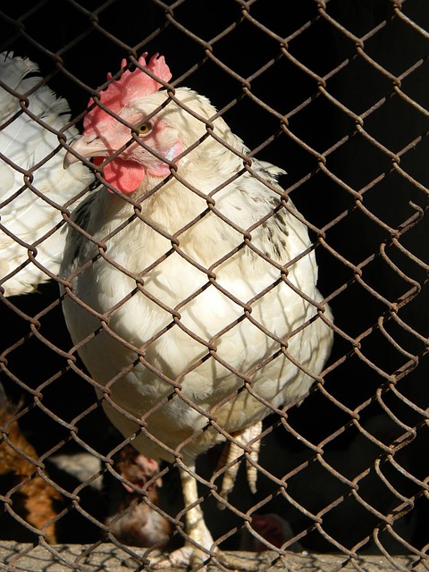 主場優勢的 主場優勢的